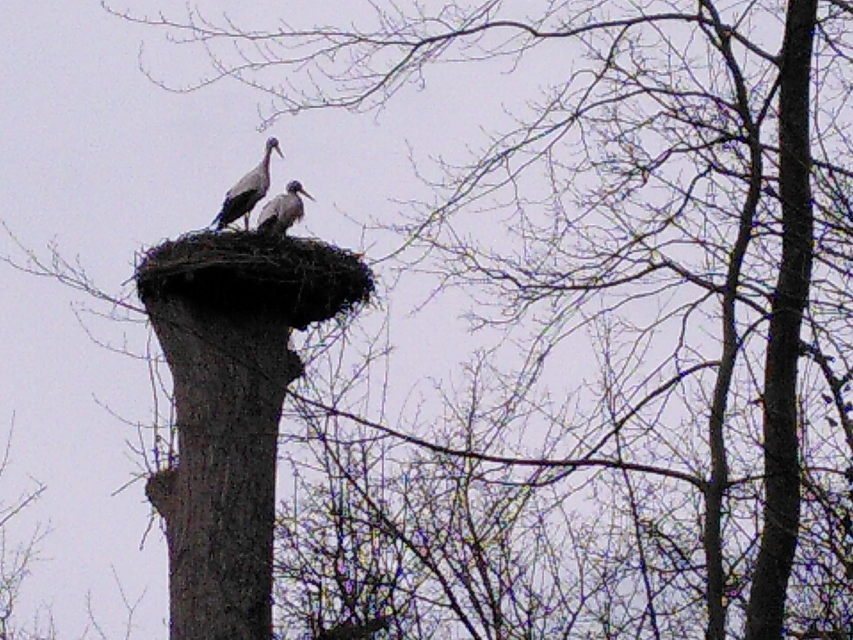 Ooievaarspaar herenigt op het nest Ooievaarspaar herenigt op het nest