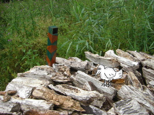 Een zeldzaam vogeltje