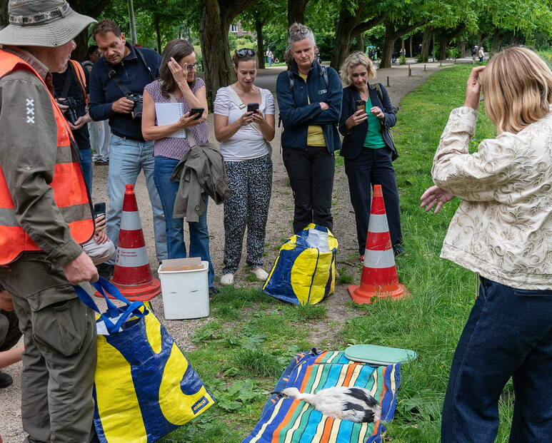 Het ooievaarsjong van het nest bij de Koeweide wordt geringd Het ooievaarsjong van het nest bij de Koeweide wordt geringd