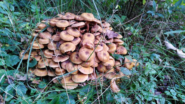 Paddenstoelen in het Noordhollands Duinreservaat