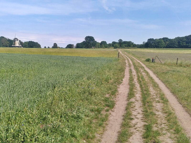 De Soester Eng, met molen en zandpad tussen de graanvelden De Soester Eng, met molen en zandpad tussen de graanvelden